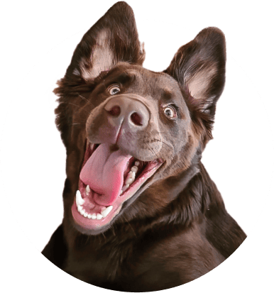 Super-Seat | Stoelen, tafels, barkrukken & meer | Bruine hond met grote oren kijkt blij; witte achtergrond; vacht kort, ogen groot. | Horecameubilair