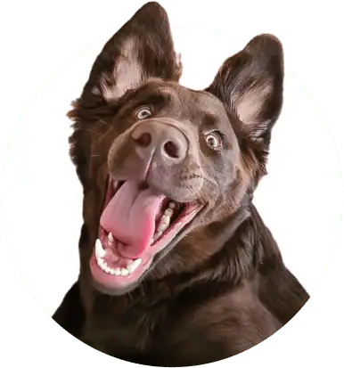 Super-Seat | Stoelen, tafels, barkrukken & meer | Bruine hond met grote oren kijkt blij; witte achtergrond; vacht kort, ogen groot. | Horecameubilair